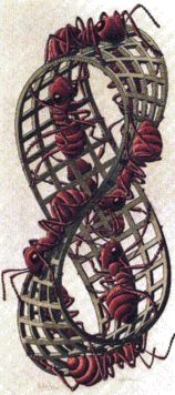 Mbius Strip II by Escher